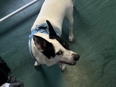 Friendly female Border Collie Cross in Dublin