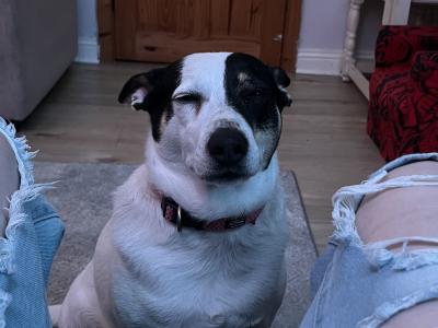 Friendly female Border Collie Cross in Dublin