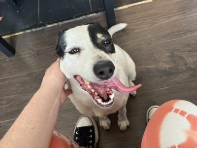 Friendly female Border Collie Cross in Dublin