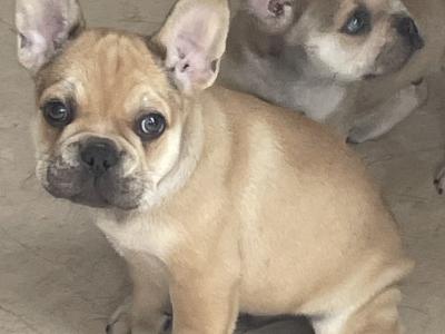 French Bulldog puppies in Wexford