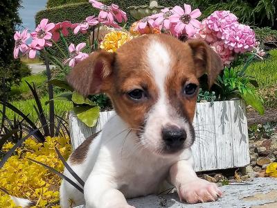 Tiny Jack Russell puppies in Cavan