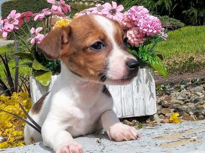 Tiny Jack Russell puppies in Cavan