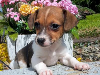 Tiny Jack Russell puppies in Cavan