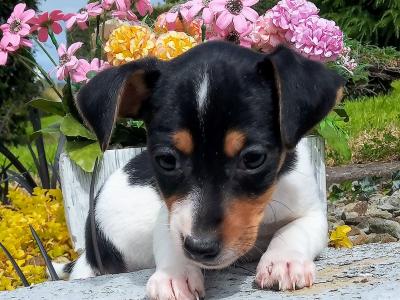 Tiny Jack Russell puppies in Cavan