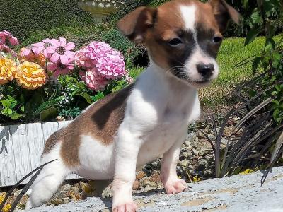 Tiny Jack Russell puppies in Cavan