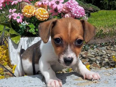 Tiny Jack Russell puppies in Cavan