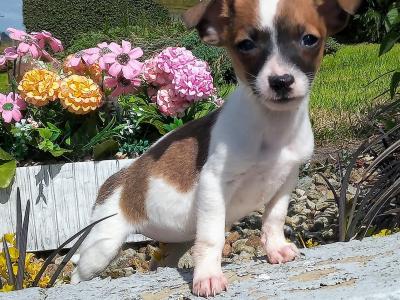 Tiny Jack Russell puppies in Cavan