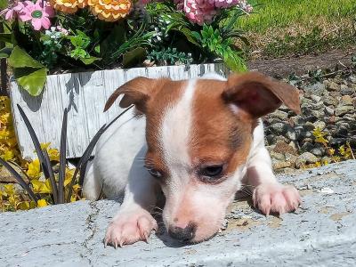 Tiny Jack Russell puppies in Cavan