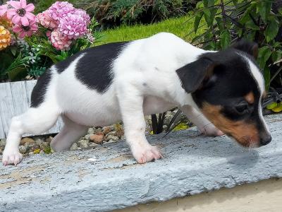 Tiny Jack Russell puppies in Cavan