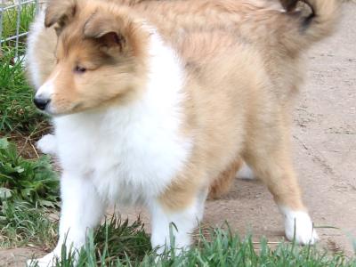 IKC Registered Rough Collie puppies in Limerick