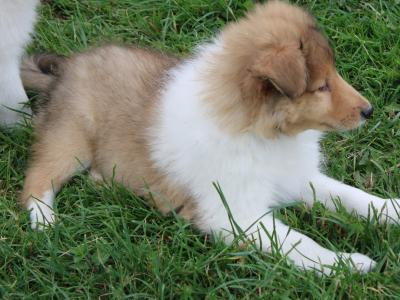 IKC Registered Rough Collie puppies in Limerick