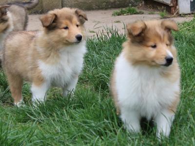 IKC Registered Rough Collie puppies in Limerick