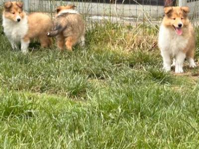 IKC Registered Rough Collie puppies in Limerick