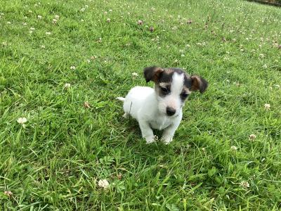 IKC Registered(pending) Miniature Jack Russell puppies for sale in Clare