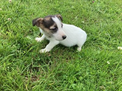 IKC Registered(pending) Miniature Jack Russell puppies for sale in Clare