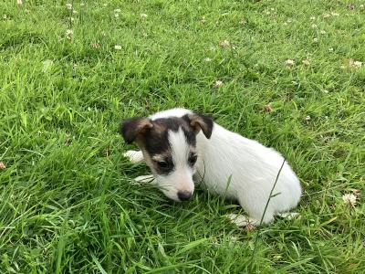 IKC Registered(pending) Miniature Jack Russell puppies for sale in Clare