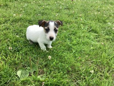 IKC Registered(pending) Miniature Jack Russell puppies for sale in Clare