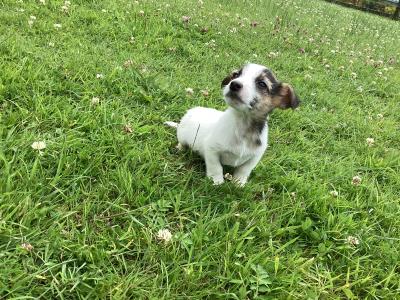 IKC Registered(pending) Miniature Jack Russell puppies for sale in Clare