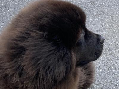 Newfoundland puppies in Galway