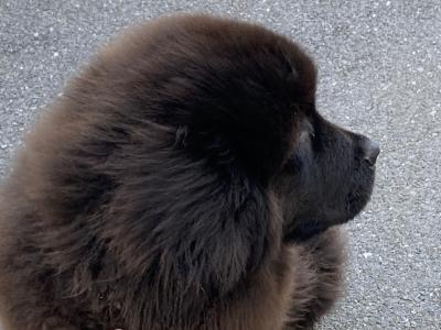 Male Newfoundland puppy left for sale in Galway