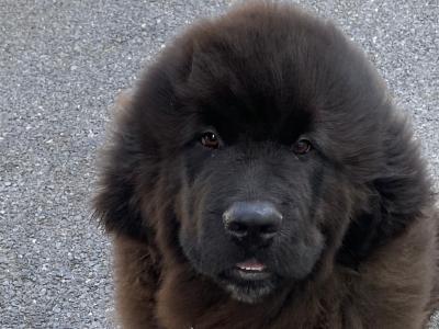 Male Newfoundland puppy left for sale in Galway