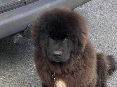 Male Newfoundland puppy left for sale in Galway
