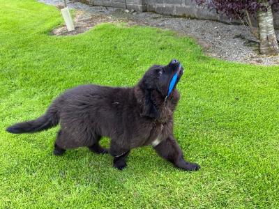 Male Newfoundland puppy left for sale in Galway