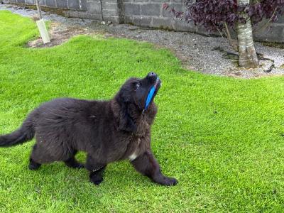 Male Newfoundland puppy left for sale in Galway