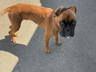 Male Boxer puppy 7 month old in Wexford