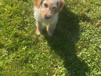Beautiful Cavapoo puppies in Wexford