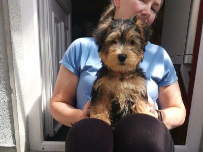 Yorkshire Terrier x Bichon Frise puppies for sale in Leitrim