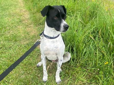 Elvis is a friendly male Terrier X for sale in Dublin