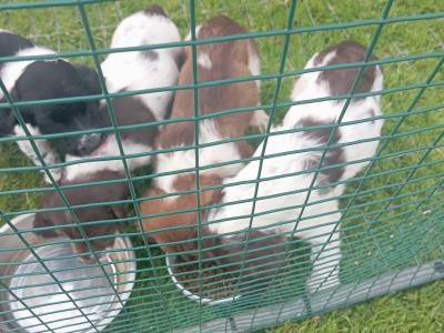 Springer Spaniel puppies in Westmeath