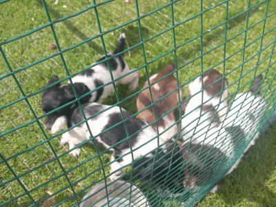 Springer Spaniel puppies in Westmeath