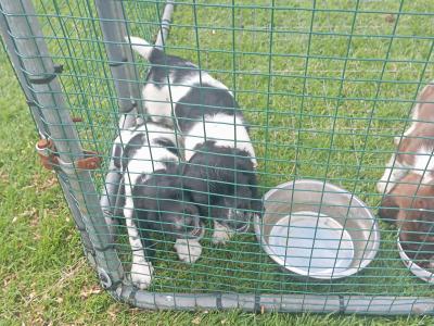 Springer Spaniel puppies in Westmeath