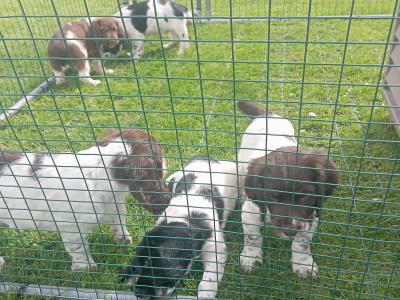 Springer Spaniel puppies in Westmeath