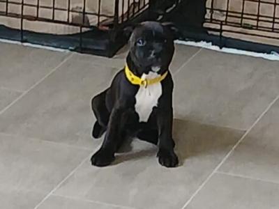 **ONLY 2 LEFT**Top bloodline SBT puppies for sale, IKC Registered and ready for a loving home.