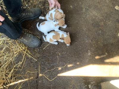 Jack Russell puppies in Cork