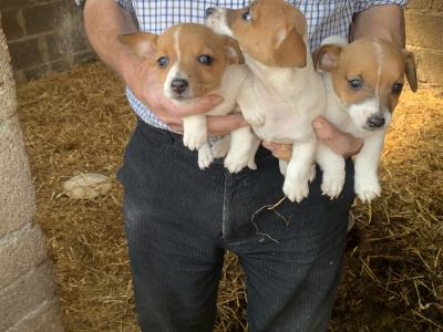 Jack Russell puppies in Cork