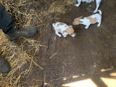 Jack Russell puppies in Cork