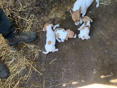 Jack Russell puppies in Cork