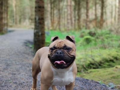 French Bulldog puppies in Longford