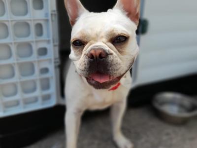French Bulldog puppies in Longford