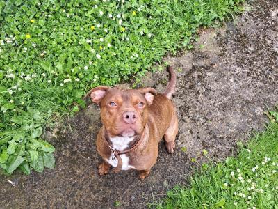 Staffy Bull Bullmastiff ready or stud in Dublin or meath
