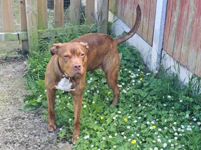 Staffy Bull Bullmastiff ready or stud in Dublin or meath