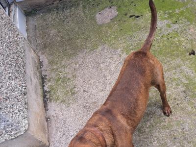 Staffy Bull Bullmastiff ready or stud in Dublin or meath