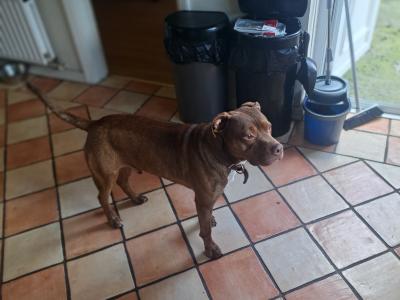 Staffy Bull Bullmastiff ready or stud in Dublin or meath