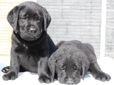 World Dog Show Winner Line Labrador puppies IKC Registered in Carlow