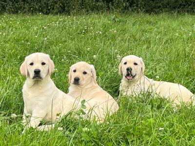 Beautiful Golden Labrador puppies in Kildare