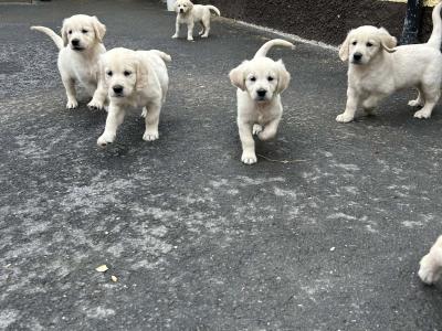 3 x Adorable Male purebred Golden Retriever puppies in Kildare
